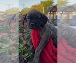 Small #1 America Bandogge Mastiff-Cane Corso Mix