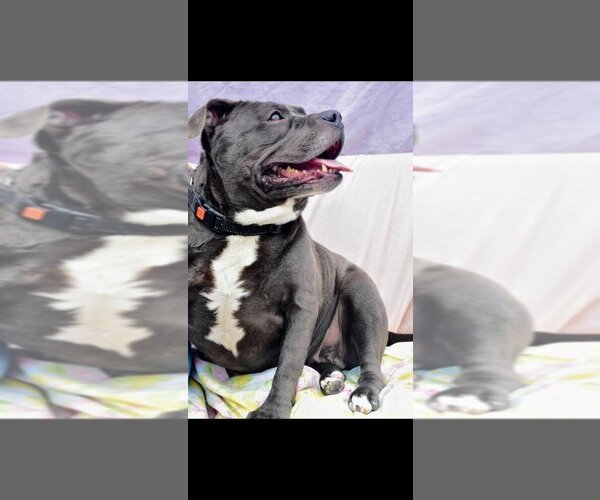 Medium Photo #2 American Pit Bull Terrier Puppy For Sale in Richmond, IN, USA