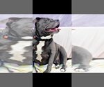 Small Photo #2 American Pit Bull Terrier Puppy For Sale in Richmond, IN, USA