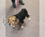 Small #5 Beagle