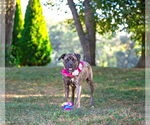 Small #4 Boxer Mix