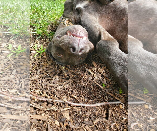 Medium Photo #9 Labrador Retriever-Unknown Mix Puppy For Sale in Germantown, OH, USA