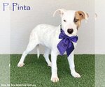 Small American Staffordshire Terrier Mix
