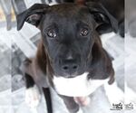 Small #1 German Shorthaired Lab