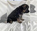 Small Photo #4 German Shepherd Dog Puppy For Sale in WALLA WALLA, WA, USA