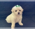 Small Photo #2 Maltipoo Puppy For Sale in HIGH POINT, NC, USA