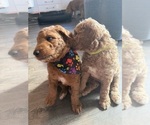 Small #12 Goldendoodle mix (+ Poodle Standard)