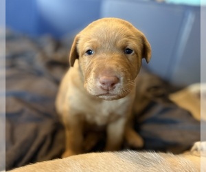 Labrador Retriever Puppy for sale in LEASBURG, MO, USA