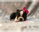 Small #8 Boston Terrier