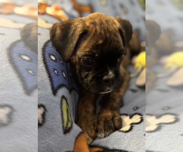Medium Photo #7 Boxer Puppy For Sale in LANSING, MI, USA