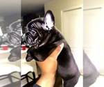 Puppy ShaCarri R French Bulldog