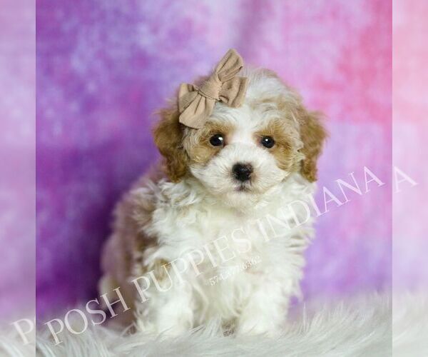 Medium Photo #5 Maltipoo (Toy) Puppy For Sale in WARSAW, IN, USA