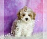 Small Photo #42 Maltipoo (Toy) Puppy For Sale in WARSAW, IN, USA
