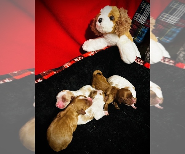Medium Photo #8 Cavalier King Charles Spaniel Puppy For Sale in BROOKLYN PARK, MN, USA