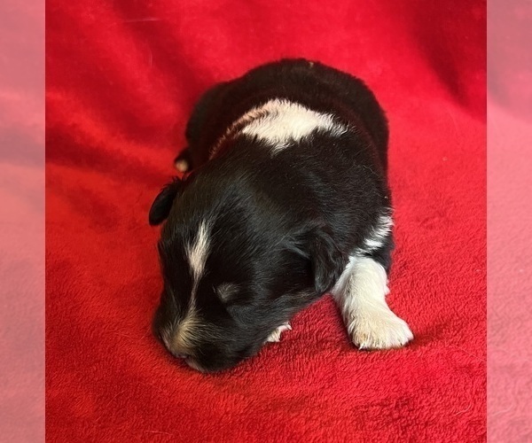 Medium Photo #5 Shel-Aussie Puppy For Sale in FORT MORGAN, CO, USA