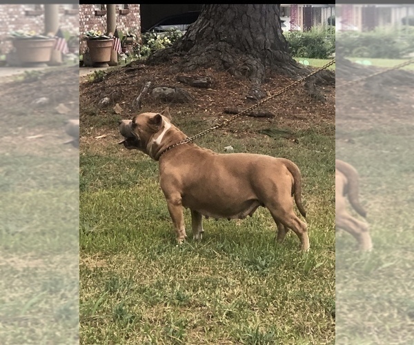 Medium Photo #1 American Bully Puppy For Sale in LITTLE ROCK, AR, USA