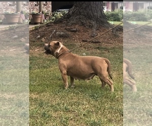 Mother of the American Bully puppies born on 08/28/2021