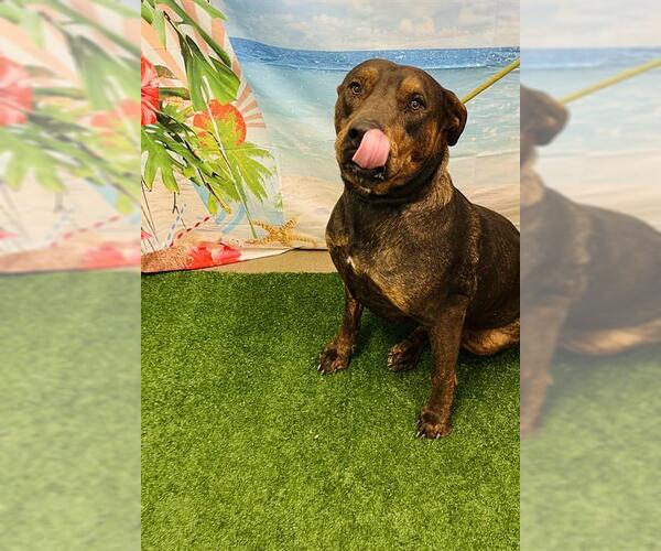 Medium Photo #4  Puppy For Sale in , 