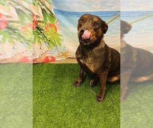 Doberman Pinscher-Labrador Retriever Mix Dogs for adoption in Globe, AZ, USA