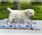 Small Photo #5 Labrador Retriever Puppy For Sale in MOUNT AIRY, MD, USA