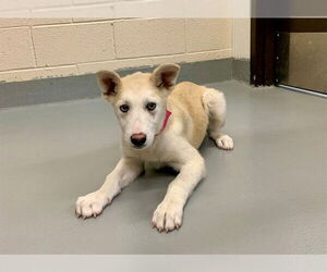 Siberian Husky-Unknown Mix Dogs for adoption in Moreno Valley, CA, USA