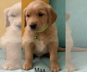 Golden Retriever Puppy for sale in MIAMI, FL, USA