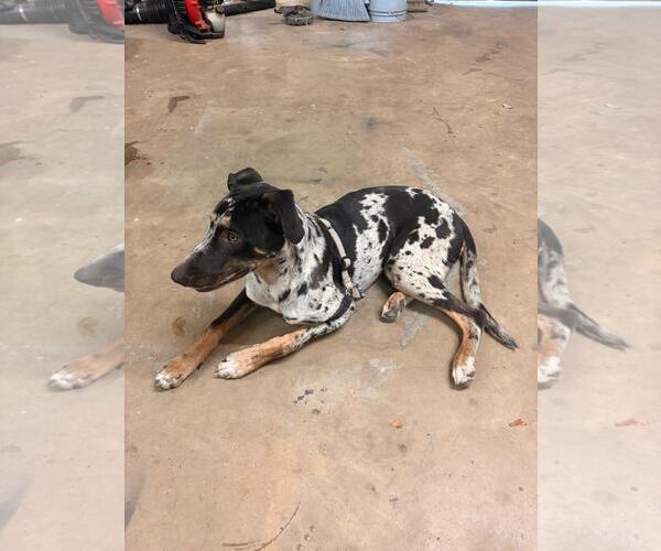 Medium Photo #5 Catahoula Leopard Dog-Unknown Mix Puppy For Sale in The Woodlands, TX, USA