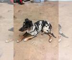 Small #4 Catahoula Leopard Dog Mix