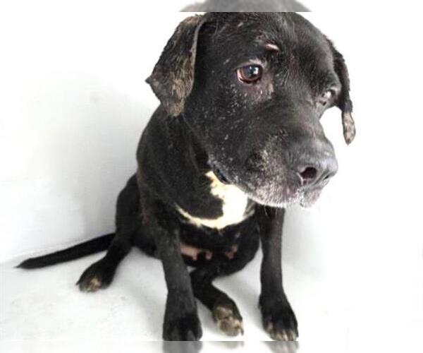 Medium Photo #1 Labrador Retriever-Unknown Mix Puppy For Sale in Houston, TX, USA