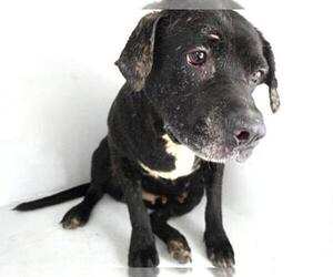 Labrador Retriever-Unknown Mix Dogs for adoption in Houston, TX, USA