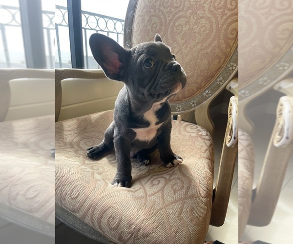 Medium Photo #2 French Bulldog Puppy For Sale in CHULA VISTA, CA, USA
