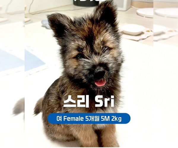 Medium Photo #2 Brussels Griffon-Unknown Mix Puppy For Sale in Agoura Hills, CA, USA