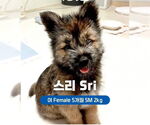 Small #1 Brussels Griffon Mix