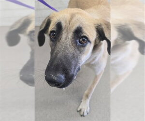 German Shepherd Dog-Unknown Mix Dogs for adoption in San Bernardino, CA, USA