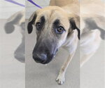 ANGELICA - Female German Shepherd Dog-Unknown Mix Dog for Adoption - Small photo