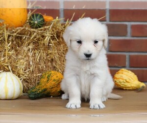 English Cream Golden Retriever Puppy for sale in FREDERICKSBG, OH, USA