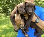 Small Photo #5 Labrador Retriever Puppy For Sale in RAYMOND, IL, USA