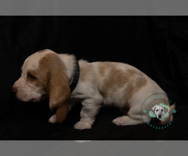 Medium Photo #2 Basset Hound Puppy For Sale in ROLFE, IA, USA