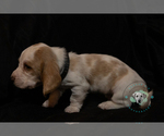 Small Photo #2 Basset Hound Puppy For Sale in ROLFE, IA, USA