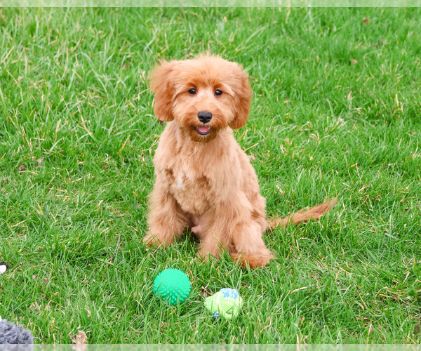 Medium Photo #4 Cavapoo (Miniature) Puppy For Sale in SYRACUSE, IN, USA