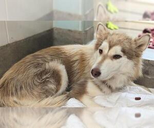 Siberian Husky Dogs for adoption in Fort Lauderdale, FL, USA