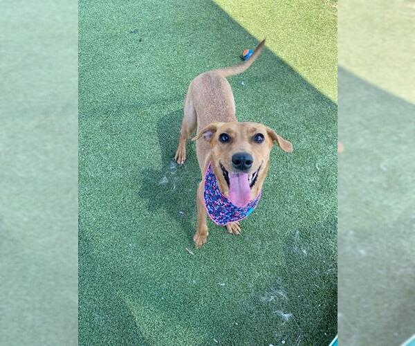Medium Photo #2 Black Mouth Cur Puppy For Sale in Pasadena, TX, USA