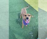 Small #1 Black Mouth Cur