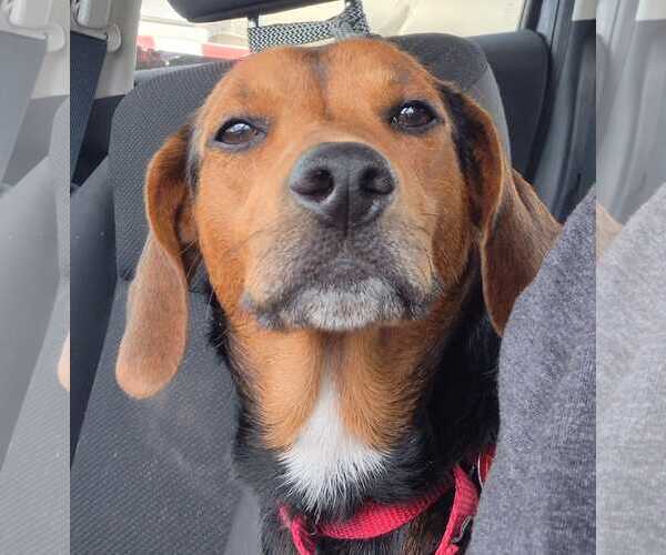 Medium Photo #3 Beagle-Unknown Mix Puppy For Sale in Dunnellon, FL, USA