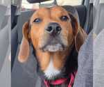 Small #2 Beagle Mix