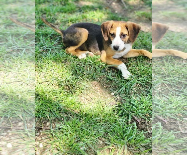 Medium Photo #6 Beagle-Unknown Mix Puppy For Sale in Fultonham, NY, USA
