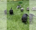 Small Photo #50 Aussiedoodle Miniature  Puppy For Sale in COMMERCE, MI, USA