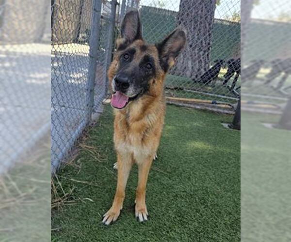 Medium Photo #2 German Shepherd Dog Puppy For Sale in Downey, CA, USA