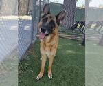 Small #1 German Shepherd Dog