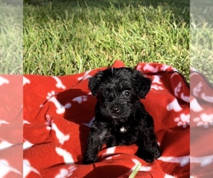 Poodle (Toy)-Schnauzer (Miniature) Mix Puppy for sale in EL CAMPO, TX, USA
